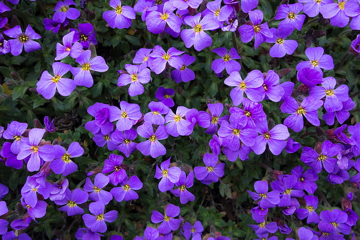 fleurs, Purple, été, printemps, arrière-plan, plante, nature