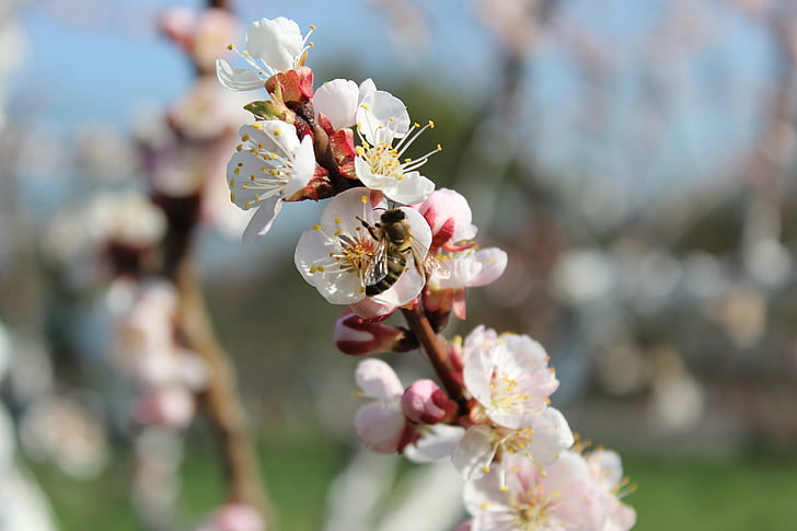 bee, spring, nature, blossom, season, pollination, honeybee