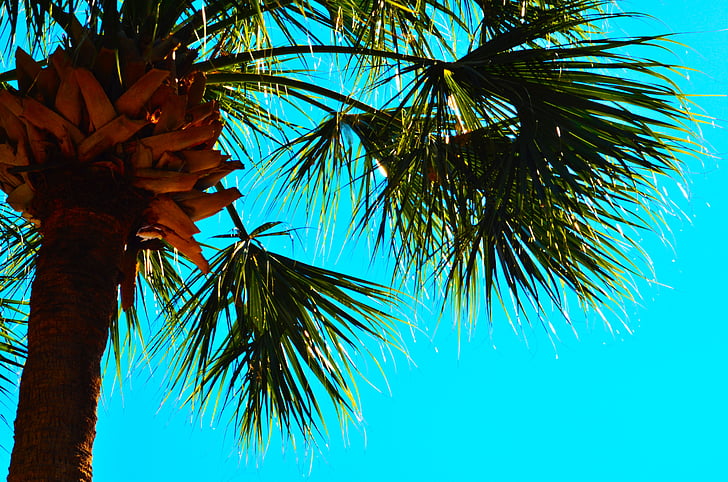 Дерево пальмы, Голубое небо, Пальмовые деревья, небо, Пальма, Голубой, Природа