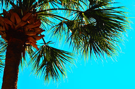 Palma, modrá obloha, Palmové stromy, obloha, dlaně, modrá, Příroda