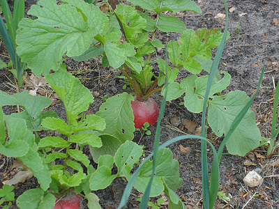 beetroot, garden, will, bed, vegetables, harvest, healthy