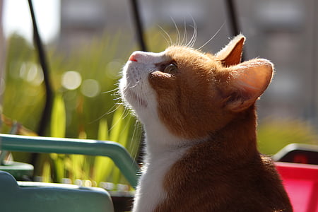 léto, kočka, slunečno, kočkovité šelmy, červená, Domácí zvířata, zvířecí motivy