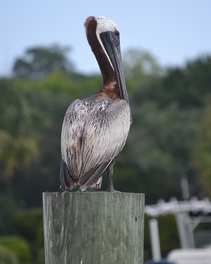 Pelican, uccello, natura, fauna selvatica