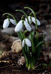 snowdrop, white, spring, flower, plant