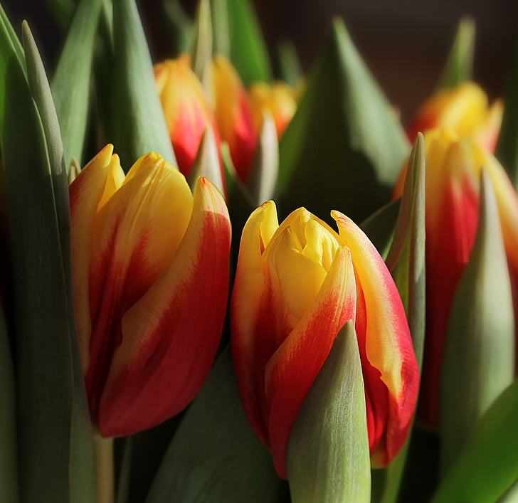 jaro, tulipány, Tulipa, lilie, Liliaceae, květ, okvětní lístek