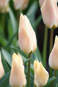 fiori, bianco, natura, pianta, fiore, tulipano, petalo