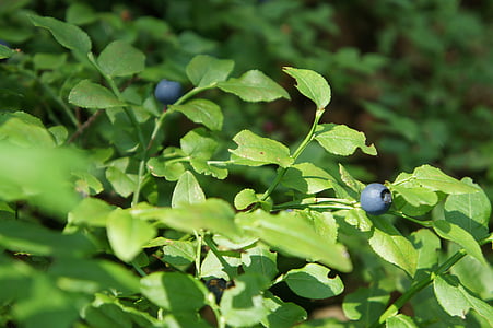 quả Việt quất, rừng, Thiên nhiên, Berry, màu xanh lá cây, màu xanh, ngon