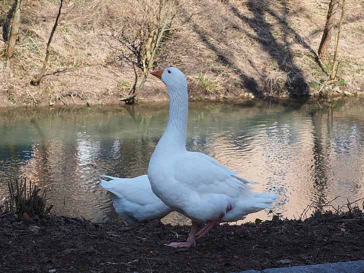 geese, animals, white, livestock, bird, poultry, domestic goose