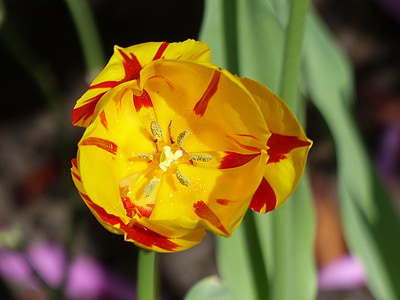 Tulipan, Puchar, kwiat, Bloom, roślina, Zamknij, ogród