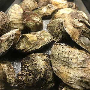 oysters, fresh, seafood, food, shellfish, raw, sea