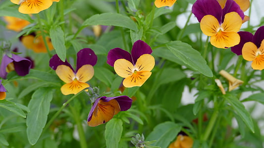 Pansy, jardin, pansy jardin, jaune, violet, nature, Violaceae