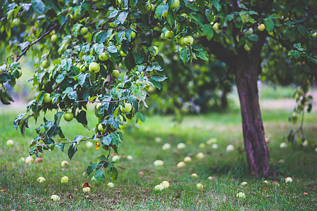 アップル, ツリー, りんご, 若い, 少し, 木の上, グリーン