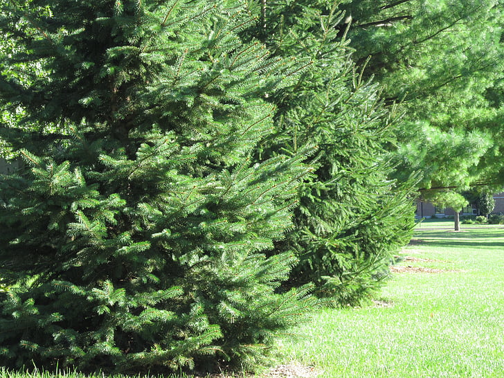 evergreen, evergreens, trees, pine, tree, grass, needles