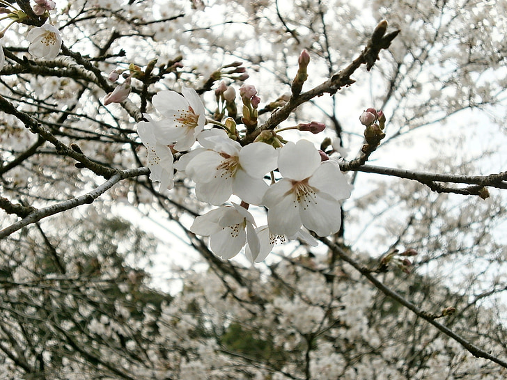 čerešňa, čerešňa, kvitnúce sakury, čerešňový kvet, jar