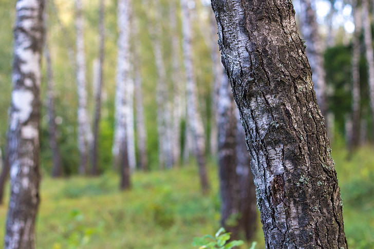 Birch, Birchwood, hutan, batang, pohon, alam, Rusia