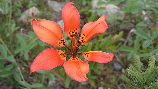 Lily, bloem, wildernis, Brits-columbia, natuur, plant