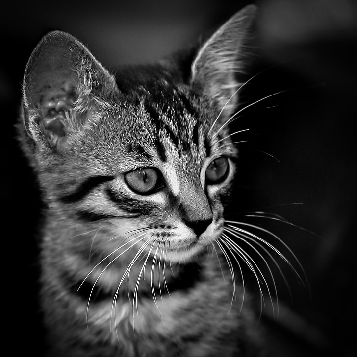 kitten, black, white, cat, cute, domestic, animal