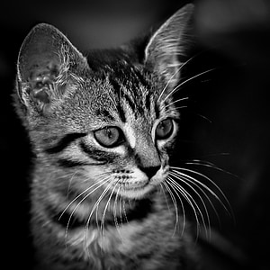 Kitten, zwart, wit, kat, schattig, binnenlandse, dier