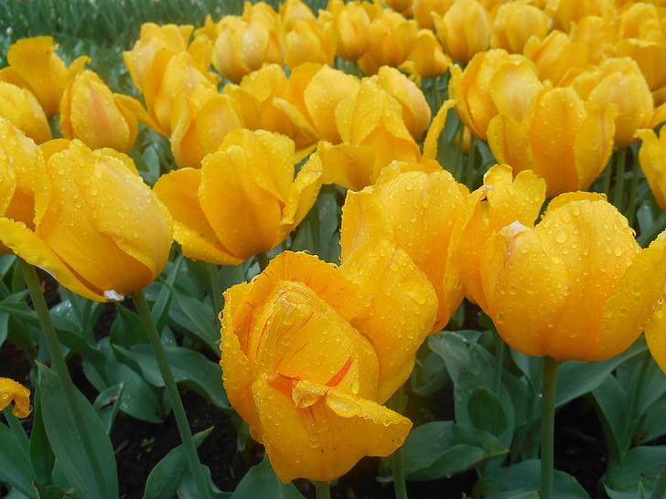 virágok, tavaszi, sárga virágok, sárga tulipán