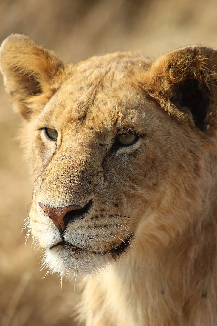 lion, wild, fauna, africa