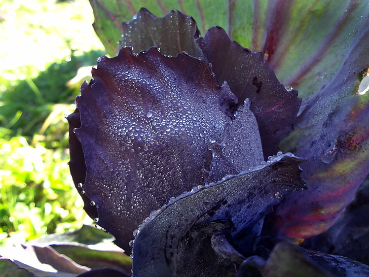 red cabbage, close, violet