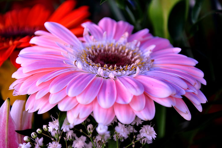 Gerbera, kytice, rezané kvety, farebné kytice