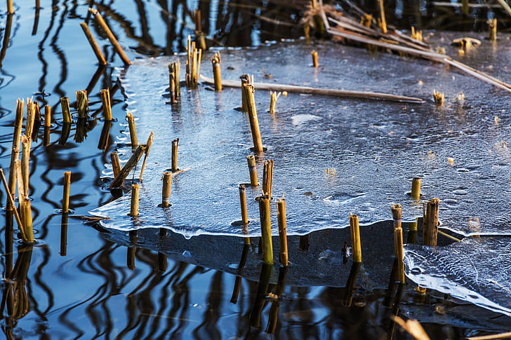 ice, winter, thaw, frost, nature, water, cold
