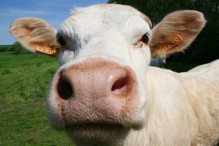Корова, животное, крупный рогатый скот, закрытый характер
