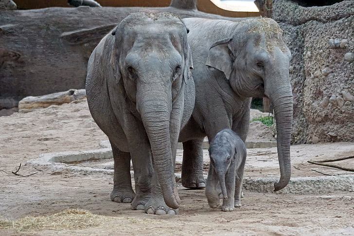 éléphant d’Asie, jeune animal, mammifère, Elephas maximus, pachyderme, mère, grand-mère