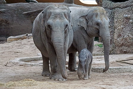 азиатски слон, младите животни, бозайник, Elephas Максимус, дебелокож, майка, баба