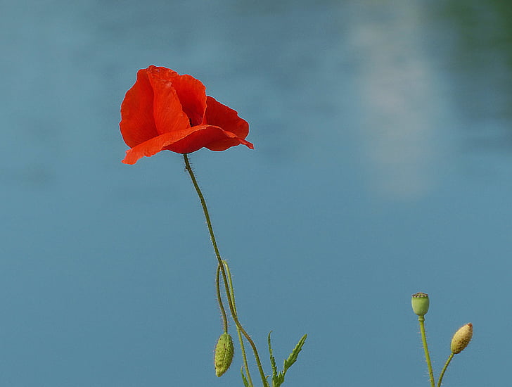 poppy, red poppy, poppies on the water, red, wild plant, flower