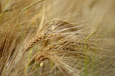 大麦, 麦片, 农业, 健康的食物, 电源, 饮食, 饲料
