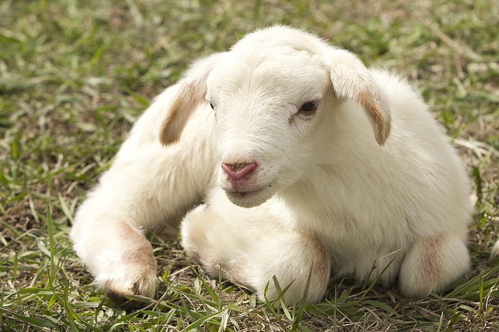 thịt cừu, Trang trại, con cừu, chăn nuôi, vật nuôi, một trong những động vật, chủ đề động vật
