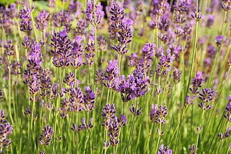 ラベンダー, 花, 自然, 紫, におい, ガーデン, 香り