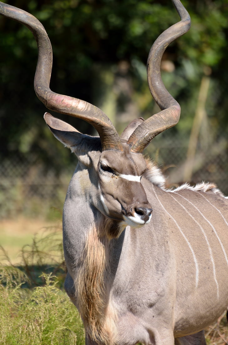 kudu มากขึ้น, สัตว์ป่า, แอฟริกา, สัตว์, เลี้ยงลูกด้วยนม, ซาฟารี, kudu