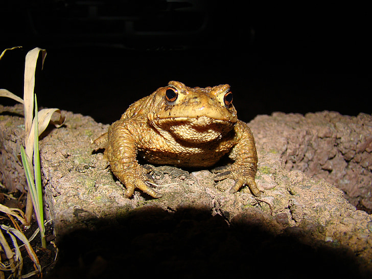 toad, common toad, moist, nature, animal, amphibians, warts