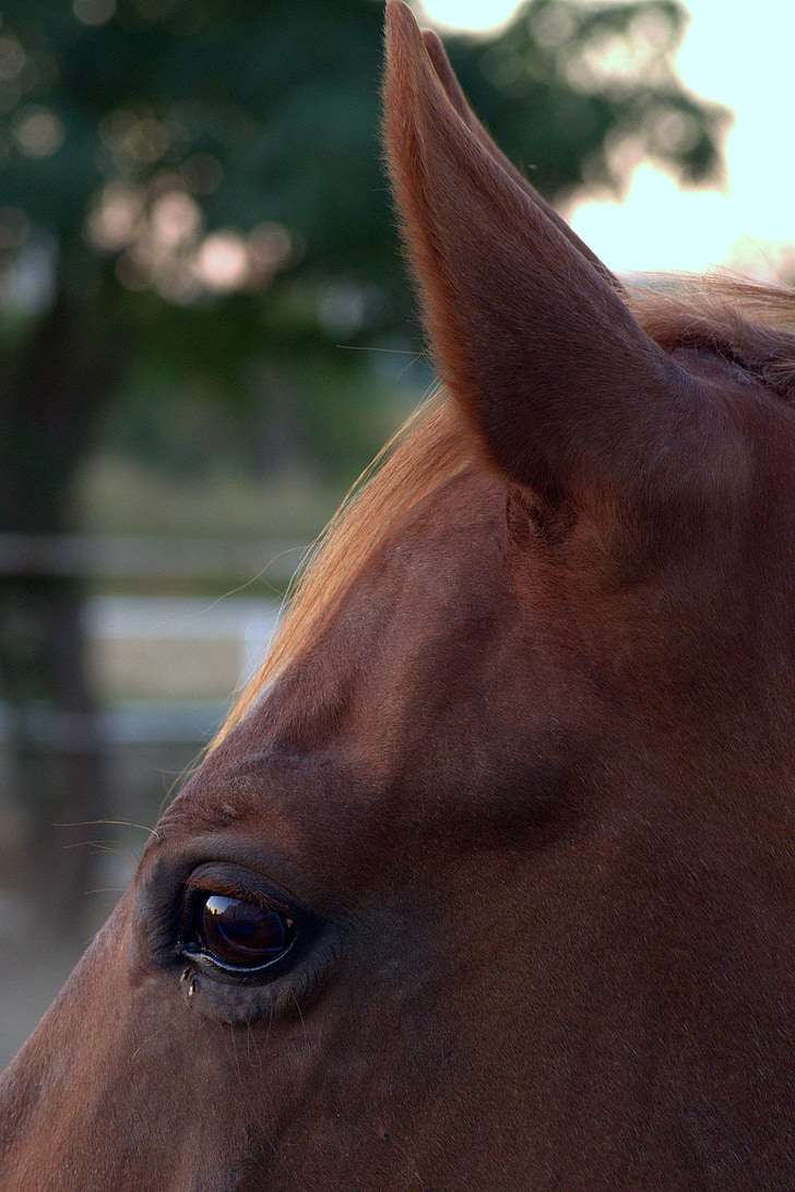 zirgs, acs, auss, purniņu, ausis, dzīvnieku, zirga galva