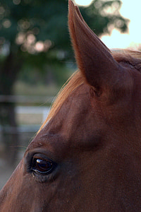 ngựa, mắt, tai, mõm, tai, động vật, ngựa đầu