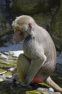 babuinas, beždžionė, sėdėti, primatas, padaras, beždžionė šeima, Gamta