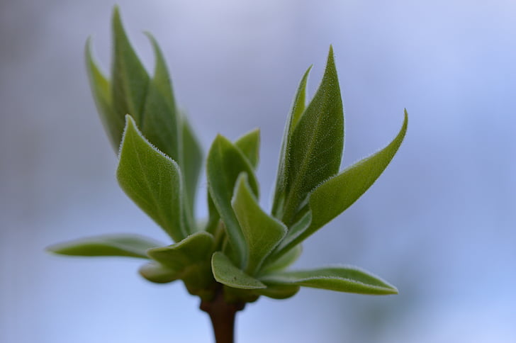 Bud, thực vật, Thiên nhiên, đóng, mùa xuân, màu xanh lá cây, mầm