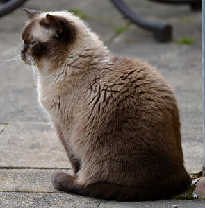кошка, Mieze, Британская короткошерстная, Чистокровная верховая, дорогой, мечтательный, Мех