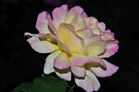 Roses, Rosa, família, família, flora, planta, tendre