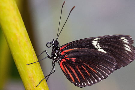 rumanzovia de Papilio, mariposa, rojo, negro, Blanco, exóticos, zonas tropicales