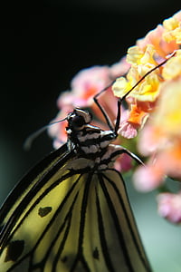 papillon, insecte, macro, composé