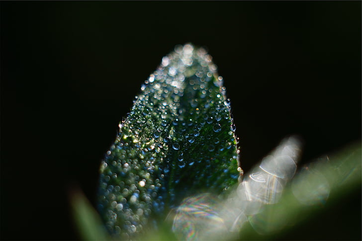 tilt, lens, photography, green, leaf, wet, rain drops