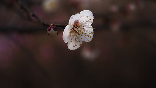 plum, hongmae, spring flowers, stately, dignity