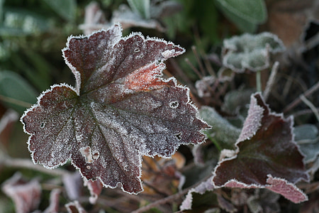 leaf, ice, hoarfrost, frozen, nature, leaves, cold