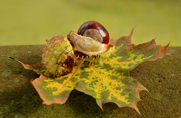 chestnut, musim gugur, Golden Oktober, daun, memacu, Shell, daun musim gugur