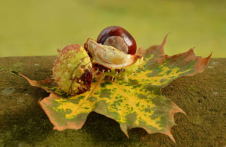 kastanje, herfst, Gouden oktober, Bladeren, Spur, shell, Herfstblad