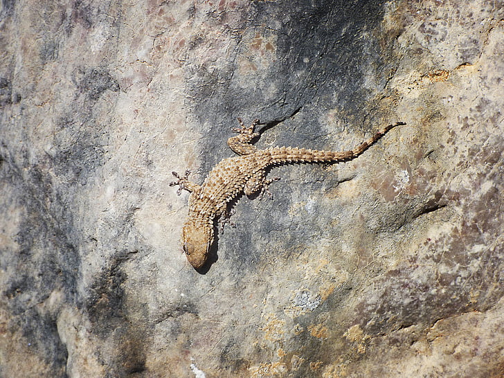 Gecko, sten, tekstur, Dragon, camouflage, krybdyr, animalske dyreliv